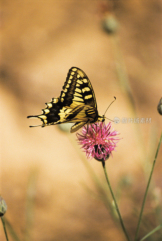 Papilio machaon Linnaeus，1758 年。阿斯特拉罕地区。俄罗斯